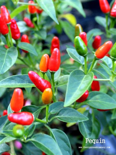 Wachsende Pequin Peppers